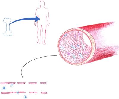 Endothelial cell provenance: an unclear role in transplant medicine